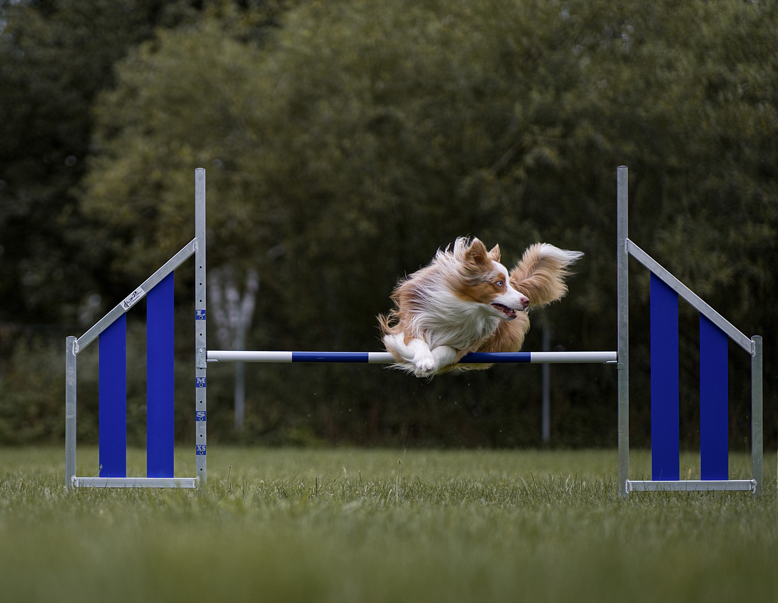 Agility Zusatzbild