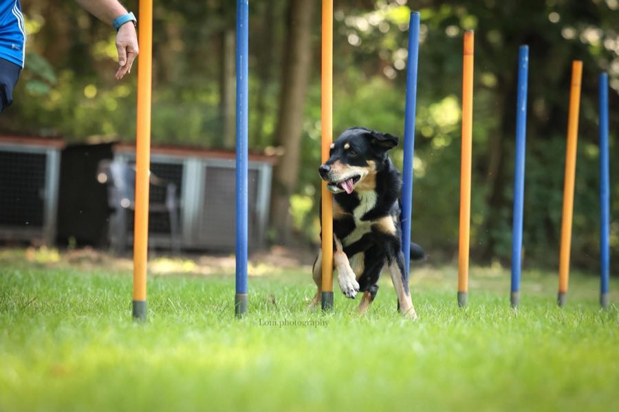 Agility Training 4