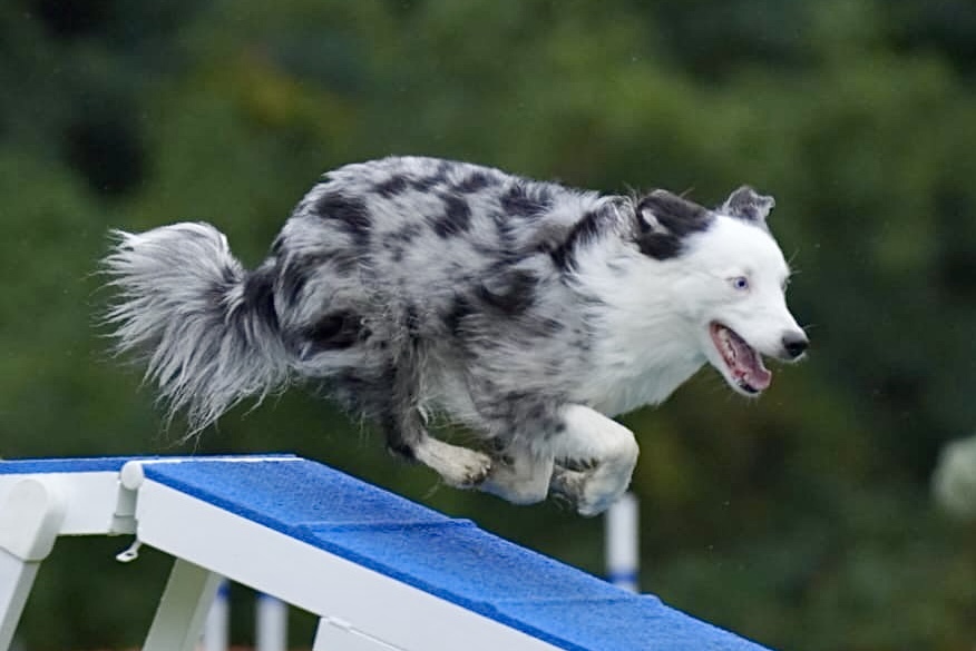 Agility Zusatzbild