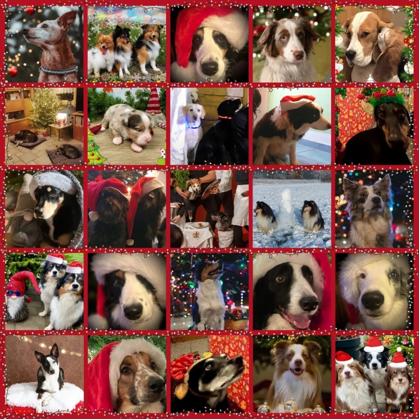 Die Schönfließer Pfoten senden weihnachtliche Grüße